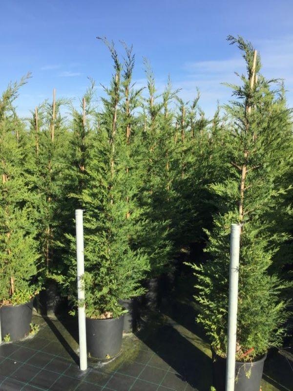 Chiparos leylandii 1.75 - 2.00 m / x Cupressocyparis leylandii, perfect pentru grădina dumneavoastră, disponibil acum.