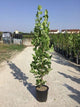 Arborele lalea columnar 2.50 - 3.50 m  / Liriodendron tulipifera "Fastigiata" /