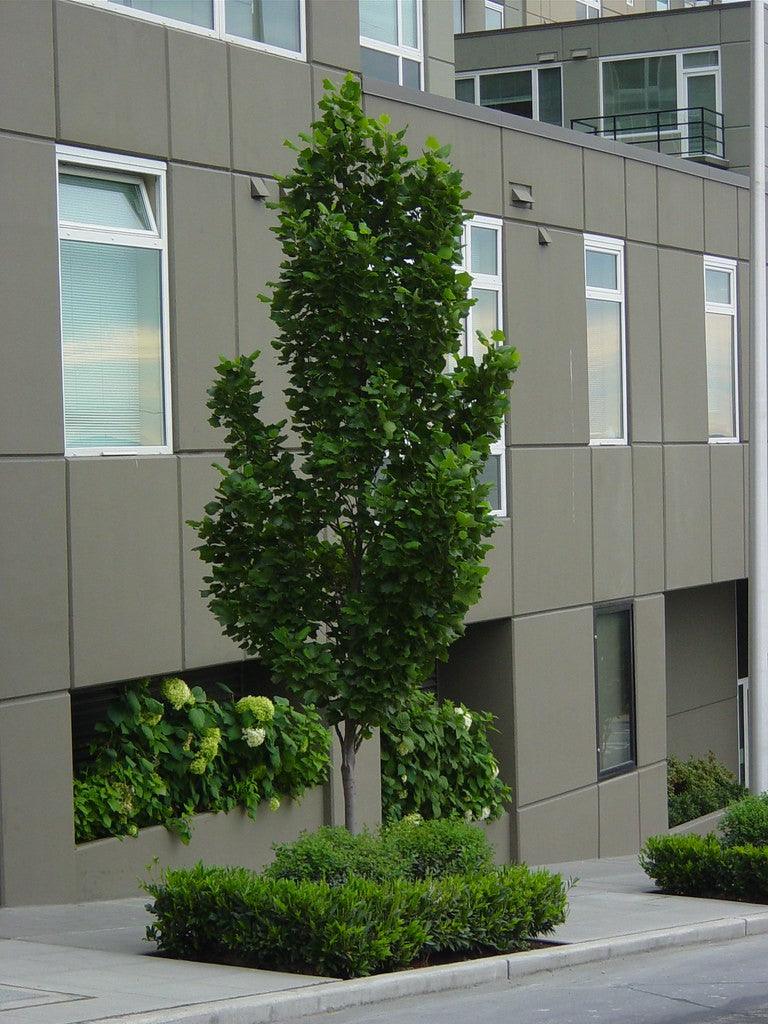 Arborele lalea columnar 2.50 - 3.50 m / Liriodendron tulipifera "Fastigiata" / gradina-noastra