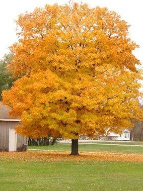 Artar "Queen Elisabeth&