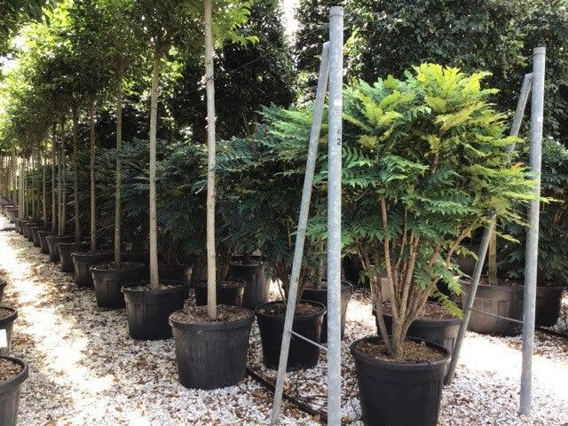 Mahonie "Charity" 0.60 - 0.80 m / Mahonia x media "Charity" / gradina-noastra