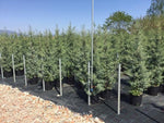 Chiparos de Arizona fastigiat 1.75 - 2.00 m / Cupressus arizonica ‘Fastigiata’ /