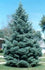 Brad alb  1.70 - 2.00 m / Abies concolor / gradina-noastra