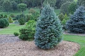 Brad alb pitic 1.00 - 1.20 m / Abies lasiocarpa var. arizonica Compacta / gradina-noastra