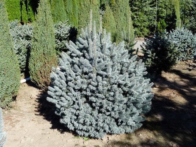 Brad alb pitic 1.00 - 1.20 m / Abies lasiocarpa var. arizonica Compacta / gradina-noastra