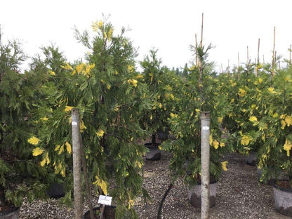 Cedrul de California variegat 1.50 - 1.70 m / Calocedrus decurrens &quot;Aureovariegata&quot;/ gradina-noastra