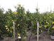 Cedrul de California variegat 1.50 - 1.70 m / Calocedrus decurrens "Aureovariegata"/