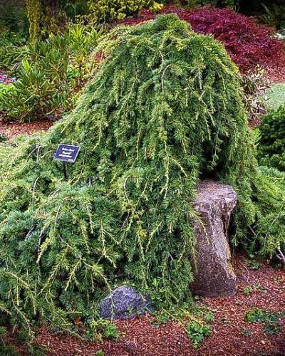 Cedru de Liban "Sargentii" 1.50 - 1.75 m / Cedrus libani "Sargentii" / gradina-noastra