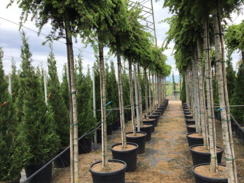 Cedru de Liban "Sargentii" 2.00 - 2.50 m / Cedrus libani "Sargentii" / gradina-noastra