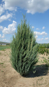 Ienupar de Virginia "Blue Arrow" 1.50 - 1.70 m / Juniperus virginiana "Blue Arrow" / gradina-noastra