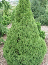 Molid conic pitic 1.50 m / Picea glauca "Conica" / gradina-noastra