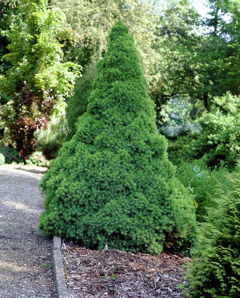 Molid conic pitic 1.50 m / Picea glauca &quot;Conica&quot; / gradina-noastra
