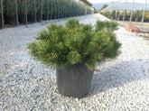 Pin pitic "Mughus" 0.30 m - 0.40 m / Pinus mugo "Mughus" / gradina-noastra