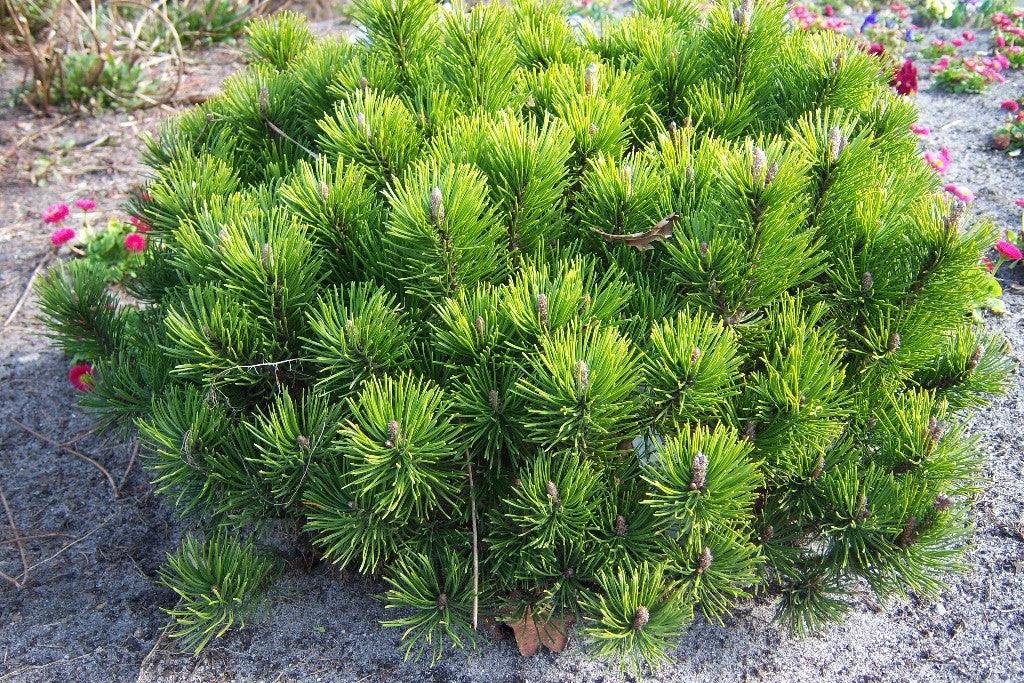 Pin pitic &quot;Mughus&quot; 0.30 m - 0.40 m / Pinus mugo &quot;Mughus&quot; / gradina-noastra