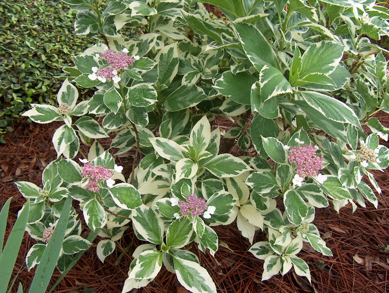 Hydrangea &quot;Tricolor&quot; 0.50 - 0.70 m / Hydrangea macr. &quot;Tricolor&quot;/