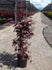 Artar japonez "Bloodgood" 1.00 - 1.30 m / Acer palmatum "Bloodgood" / gradina-noastra