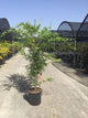 Artar japonez 'Sango Kaku'' 1.50 - 1.70 m / Acer palmatum ''Sango Kaku''/