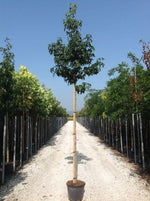 Arborele de guma 2.50 - 3.00 m / Liquidambar styraciflua /