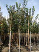 Artar 3.50 - 4.00 m / Acer platanoides /
