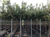 Cires japonez "Kanzan" 2.00 - 2.50 m / Prunus serrulata "Kanzan" / gradina-noastra