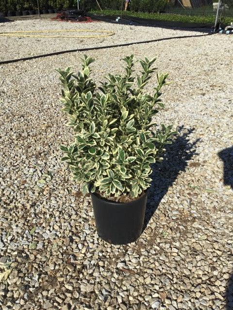 Euonymus jap. "Bravo" 0.80 - 1.00 m / Euonymus jap."Bravo"/ gradina-noastra