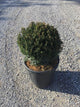 Tisa minge 0.30 - 0.40 m / Taxus baccata /