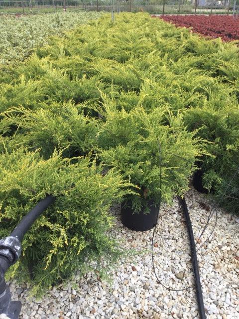 Ienupar varietati 0.40 - 0.60 m / Juniperus sp./ gradina-noastra