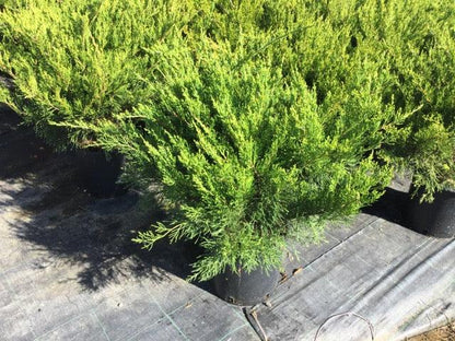 Ienupar varietati 0.40 - 0.60 m / Juniperus sp./ gradina-noastra