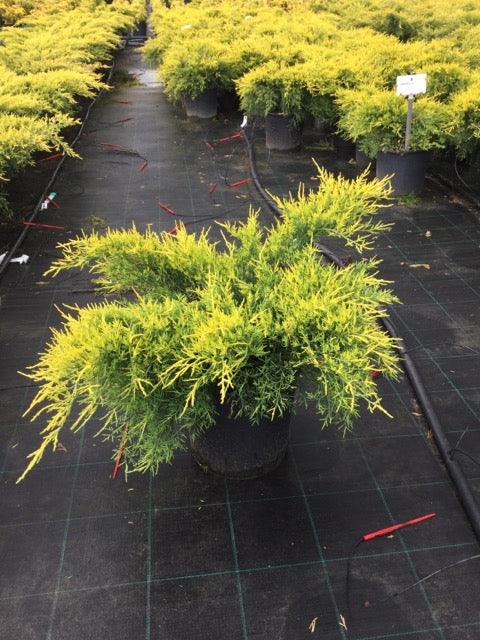 Ienupar varietati 0.40 - 0.60 m / Juniperus sp./ gradina-noastra