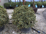 Ilex "Argenteamarginata" minge 0.80 -1.00 m / Ilex aquifolium "Argenteamarginata"/