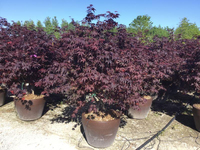 Artar japonez &quot;Fireglow&quot; 1.80 - 2.00 m / Acer palm &quot;Fireglow&quot; / gradina-noastra