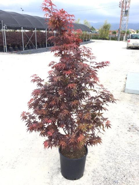 Artar japonez "Skeeters Broom" 1.00 - 1.30 m / Acer palmatum "Skeeters Broom" / gradina-noastra