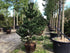 Pin negru "Oregon Green" 1.70 - 2.00 m / Pinus nigra "Oregon Green"  / gradina-noastra