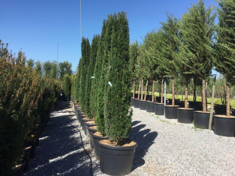 Tisa columnara 2.00 - 2.20 m / Taxus baccata "Fastigiata" / gradina-noastra