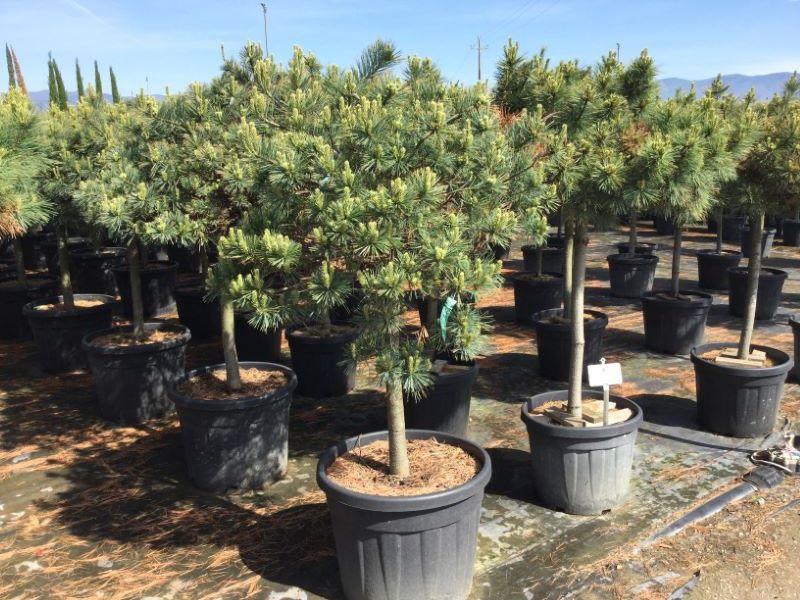 Pin strob "Nana" 1.00 - 1.50 m / Pinus strobus "Nana" / gradina-noastra