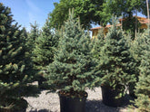 Molid argintiu "Fat Albert" 1.70 - 1.80 m / Picea pungens "Hoopsii"/ gradina-noastra