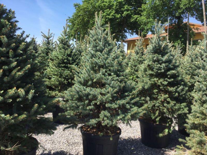 Molid argintiu &quot;Fat Albert&quot; 1.70 - 1.80 m / Picea pungens &quot;Hoopsii&quot;/ gradina-noastra