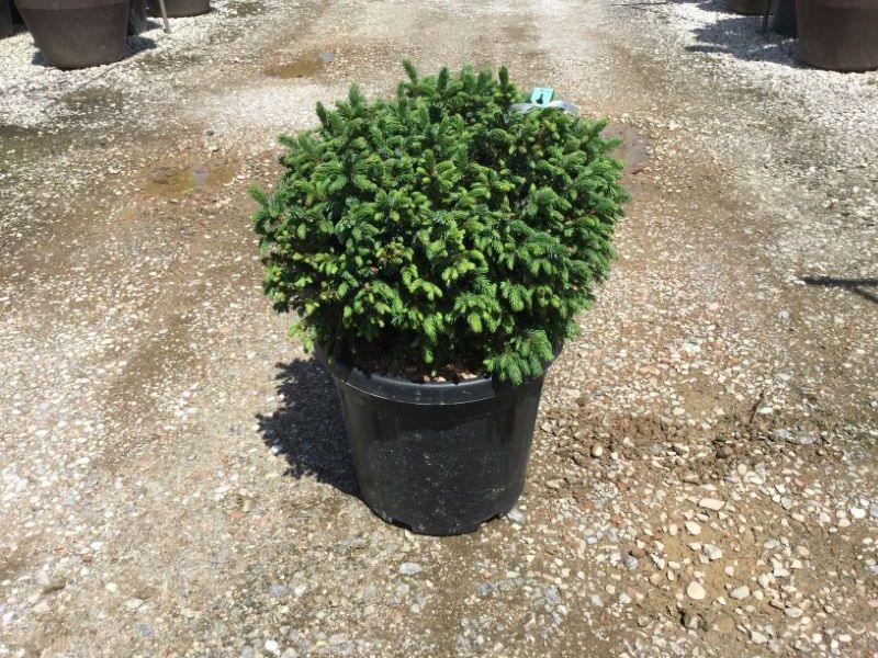 Molid sarbesc "Nana" 0.40 - 0.60 m / Picea omorika "Nana" / gradina-noastra