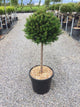 Tisa  1.50 - 1.70 m / Taxus baccata /