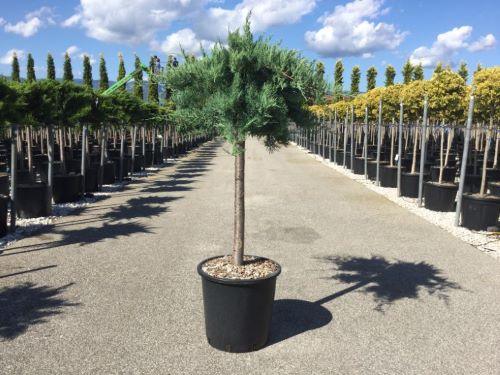 Ienupar de Virginia "Grey Owl" 1.20 - 1.40 m / Juniperus virginiana "Grey Owl"/ gradina-noastra