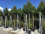 Photinia "Red Robin" arbore 3.00 - 3.50 m / Photinia serulata "Red Robin"/