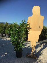Laur englezesc "Novita" 1.00 - 1.40 m / Prunus laurocerasus" Novita"/ gradina-noastra
