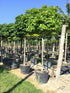 Stejar de balta "Green Dwarf" 2.00 - 2.50 m / Quercus palustris "Green Dwarf"/ gradina-noastra