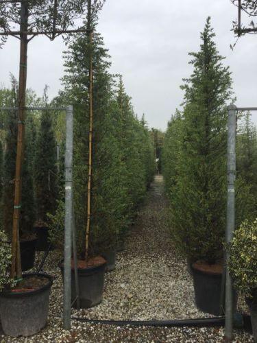 Cedru de Himalaya 2.50 - 3.00 m / Cedrus deodora / gradina-noastra