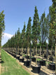 Stejar columnar "Koster" 3.00 - 3.50 m / Quercus robur "Fastigiata Koster"/