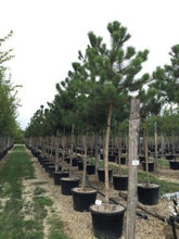 Pin negru austriac arbore 2.50 - 3.00 m / Pinus nigra austriaca / gradina-noastra