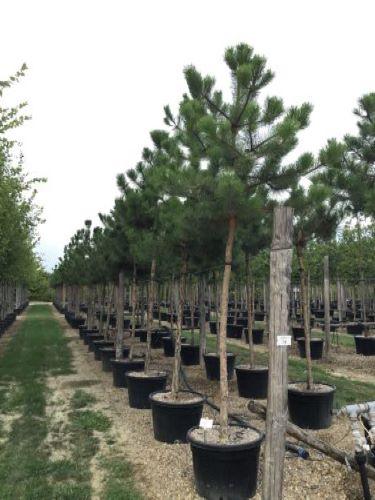 Mitt Possession Riot Pin negru austriac arbore 3.50 - 4.00 m / Pinus nigra austriaca / – Gradina  Noastra