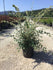 Barcoace 0.80 - 1.20 m / Cotoneaster franchetii/