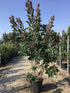 Scumpie „Royal Purple” 1.50 - 1.75 m / Cotinus coggygria „Royal Purple” / gradina-noastra