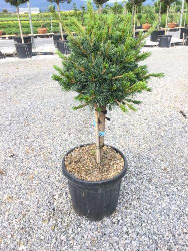 Pin alb japonez &quot;Negishi 1.00 - 1.20 m / Pinus parvifolia &quot;Negishi&quot;/ gradina-noastra